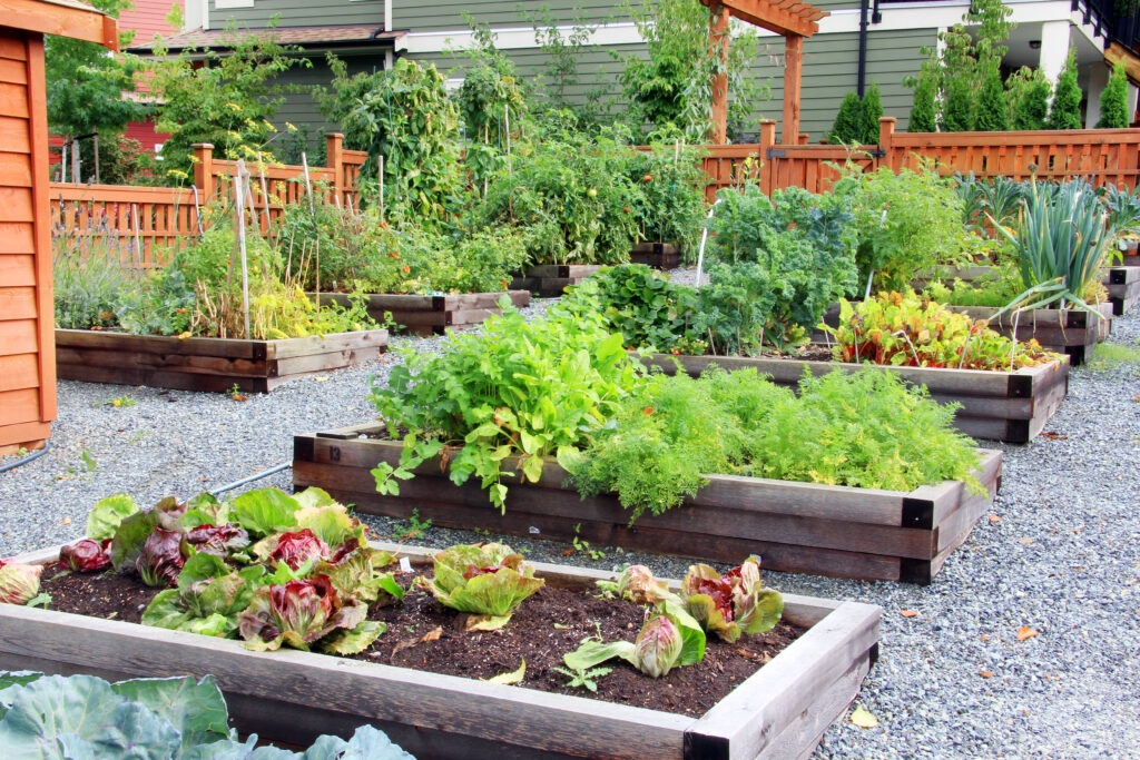 Lush,And,Organic,Community,Vegetable,,Fruit,And,Herb,Garden,In